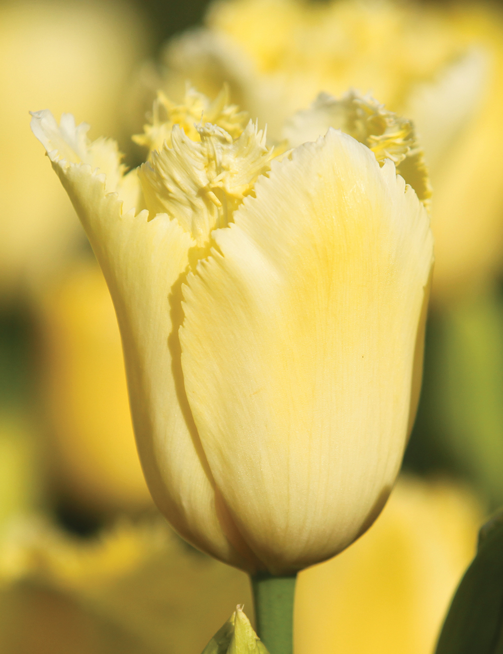 Monet Tulip 'Lemon Lace'