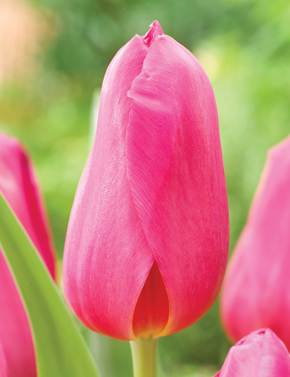 Monet Tulips La Romaine