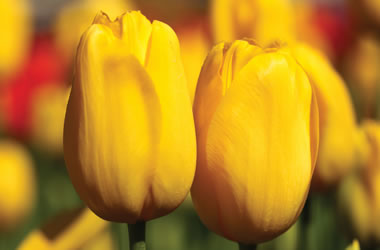Monet Tulip Muscadet