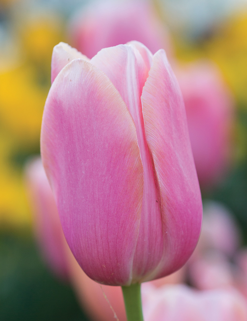 Monet Tulip 'Pink'