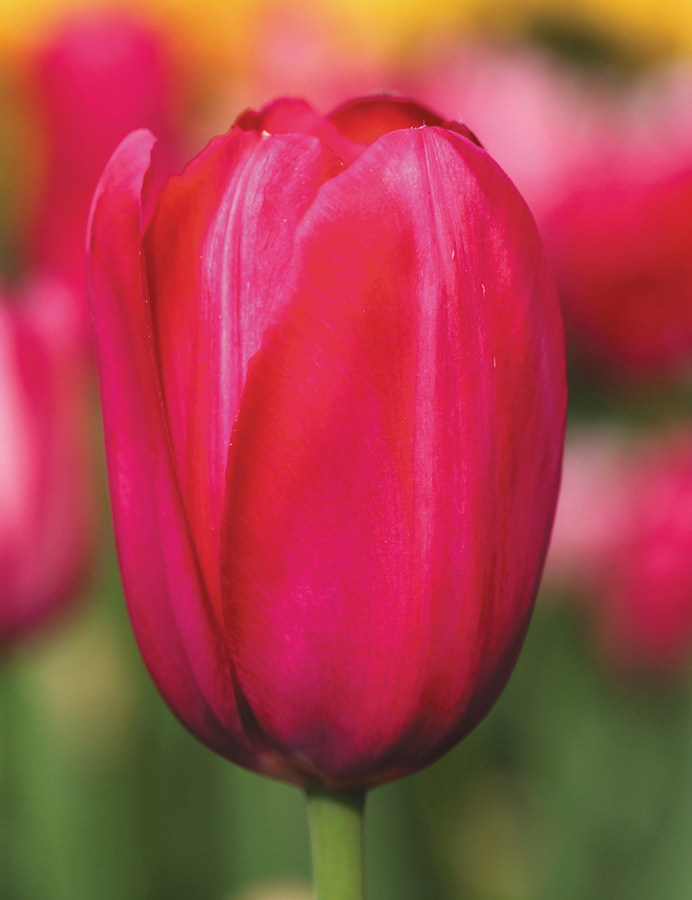 Monet Tulip 'Party Pink'