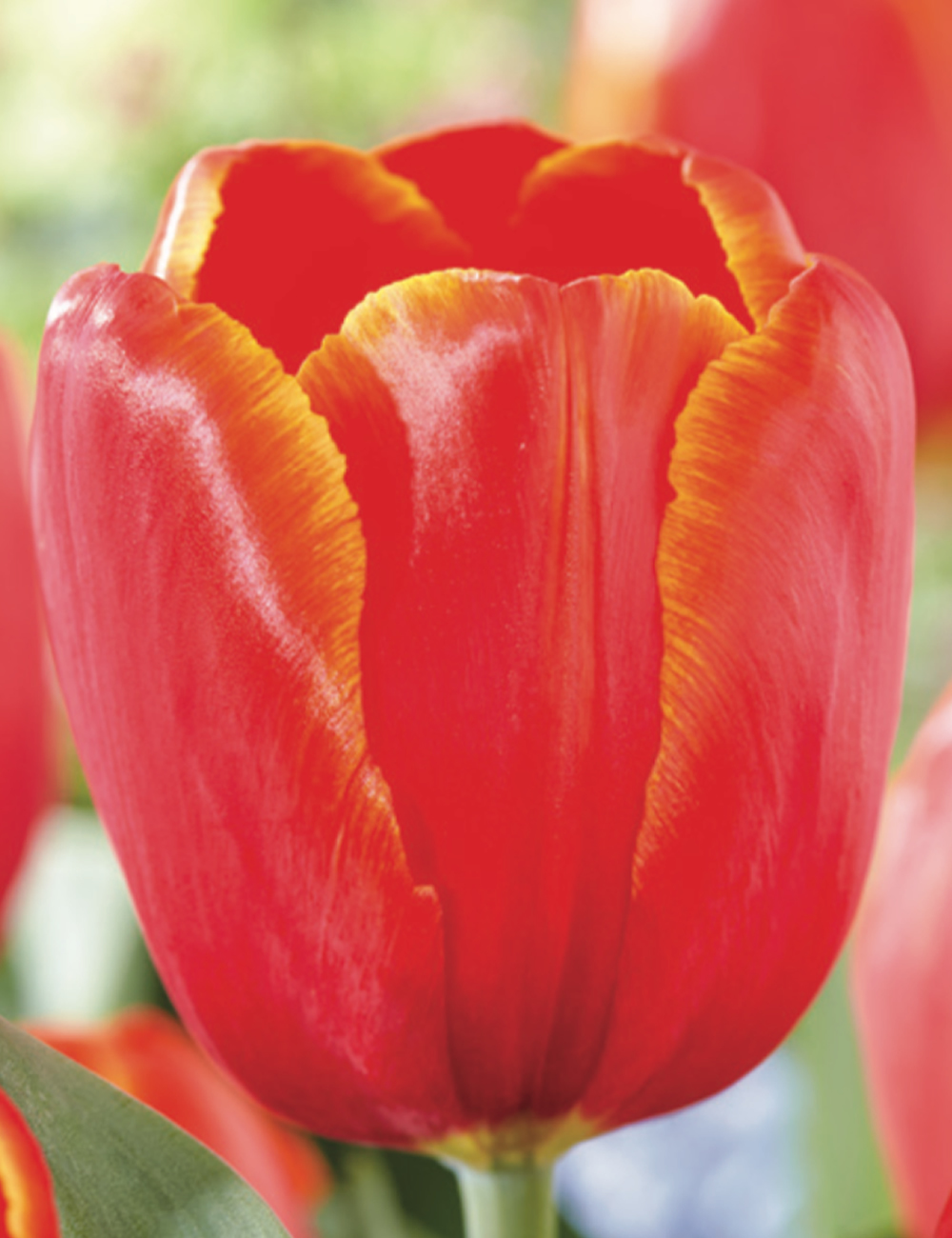 Monet Tulip 'Power Play'