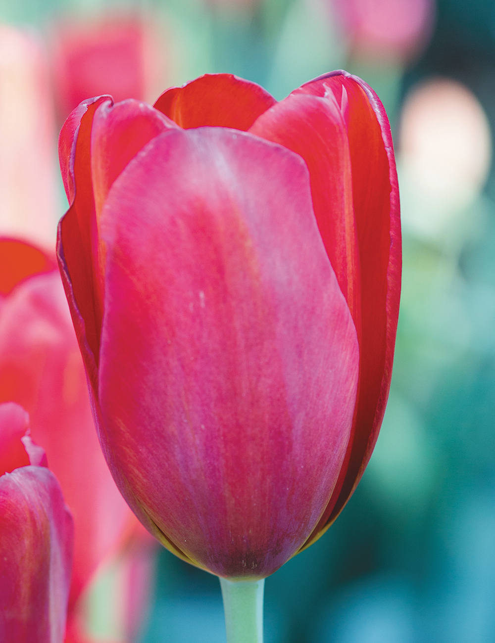 Monet Tulip 'Scarlet'