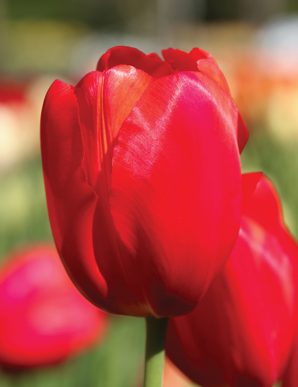 Monet Tulip 'Scarlet'