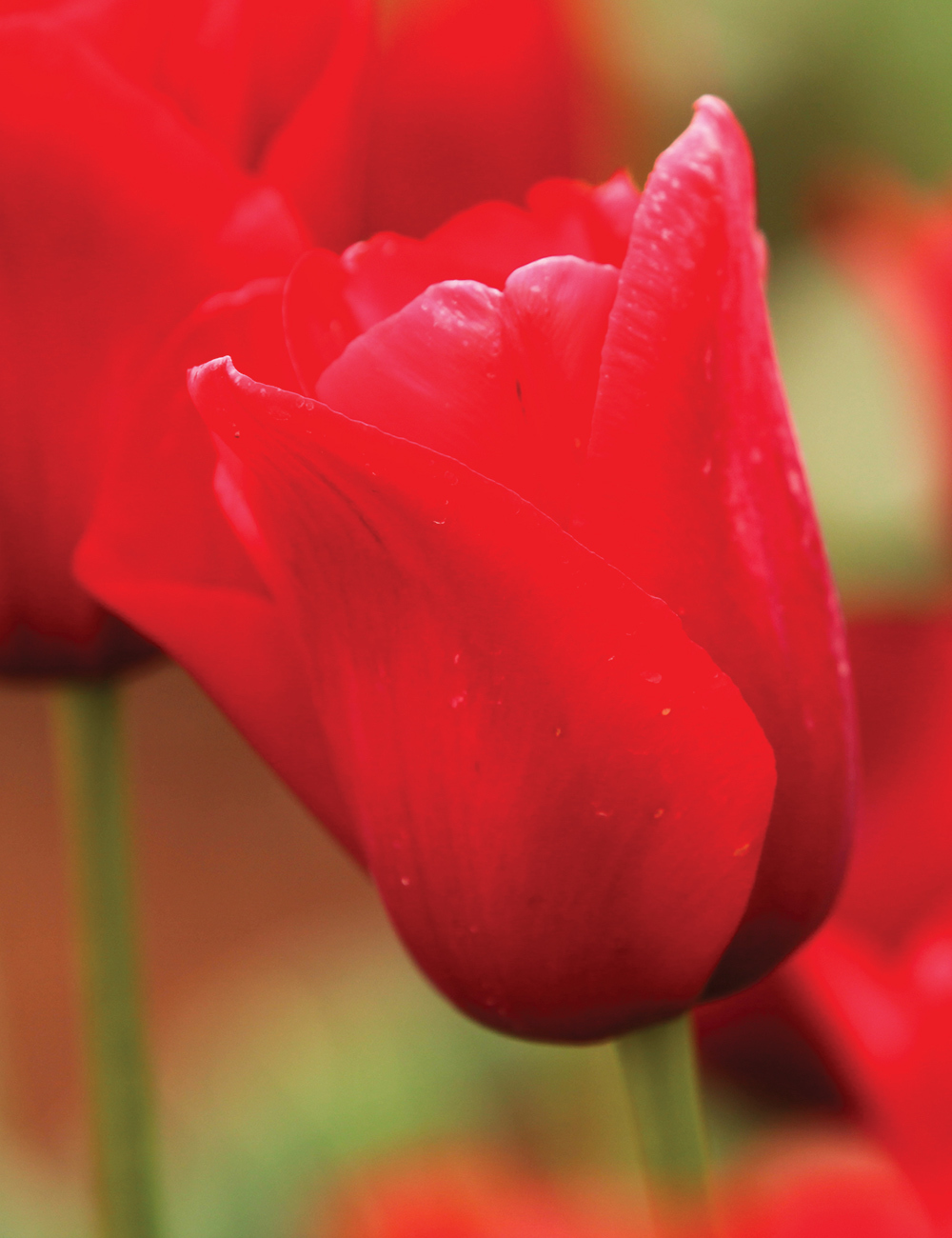 Monet  Tulip 'Sky High Scarlet'