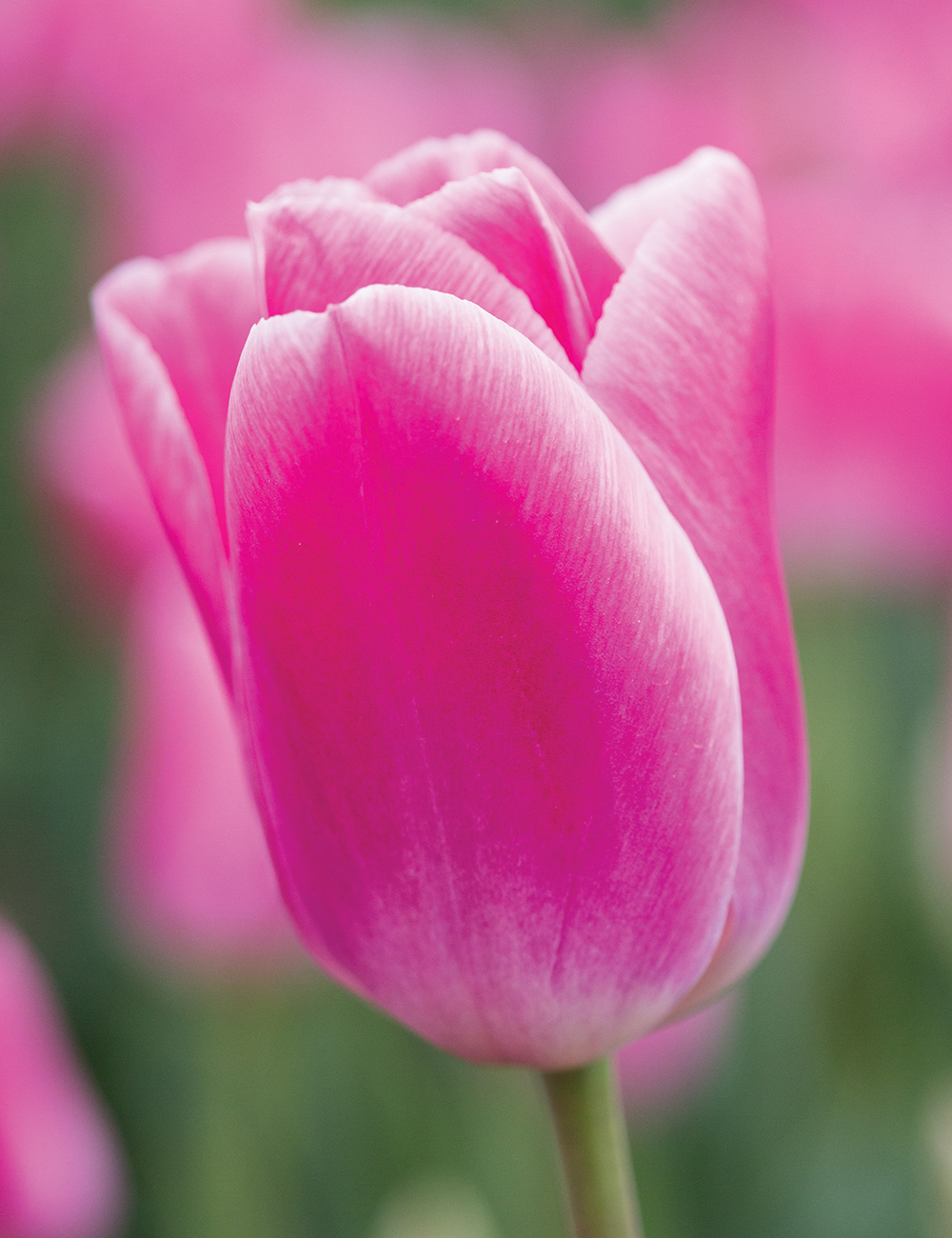 Monet  Tulip 'Sauternes'