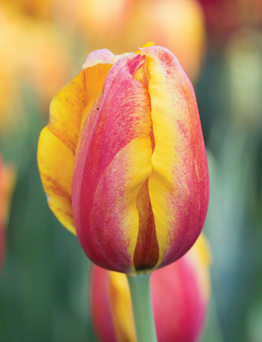 Monet Tulip Vaucluse