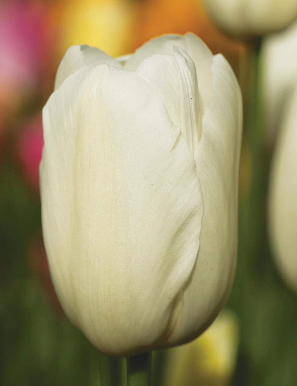 Monet Tulip 'White'