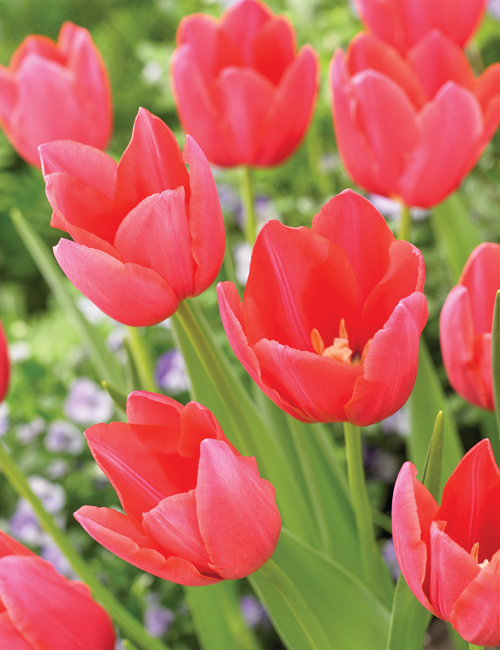 Monet  Tulip 'Yosemite'