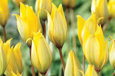 Species Tulips Wild Tulip