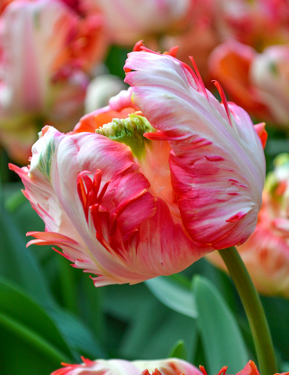 Parrot Tulip Apricot Parrot