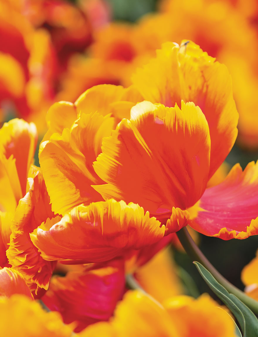 Parrot Tulips Bright Parrot