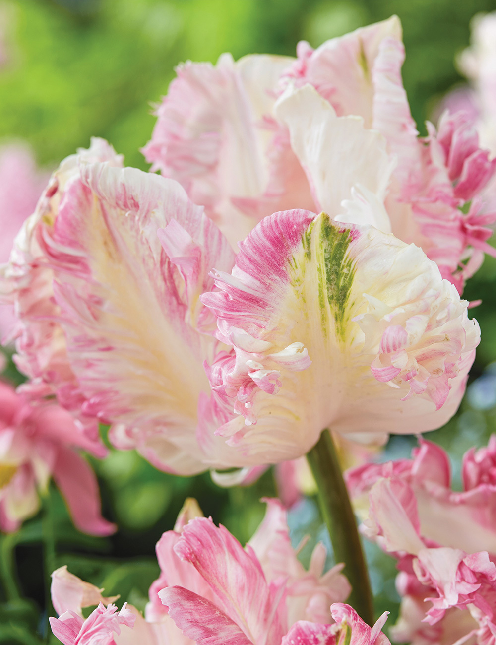 Parrot Tulip 'Cabanna'