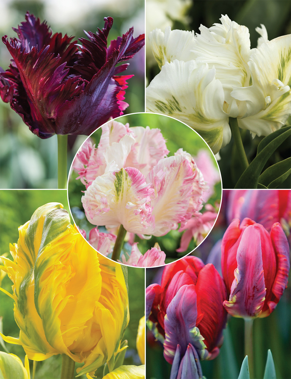 Parrot Tulips Collection