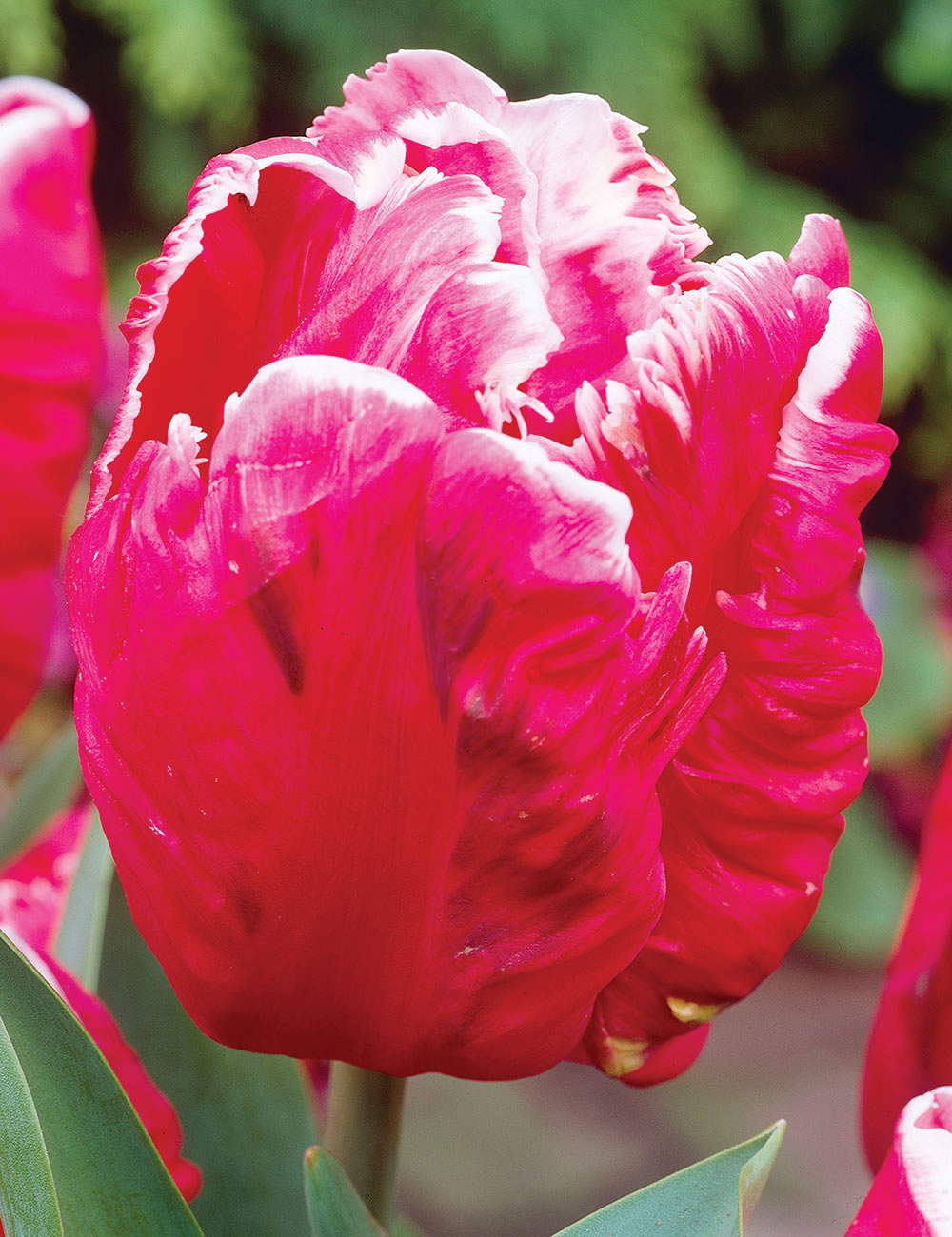 Parrot Tulips Destiny