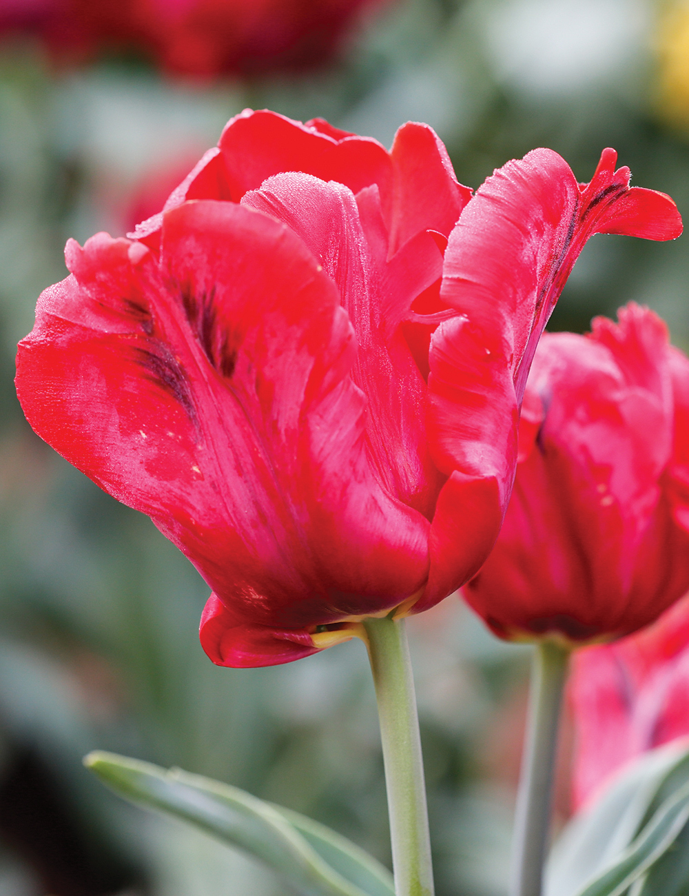 Parrot Tulips Erna Lindgreen