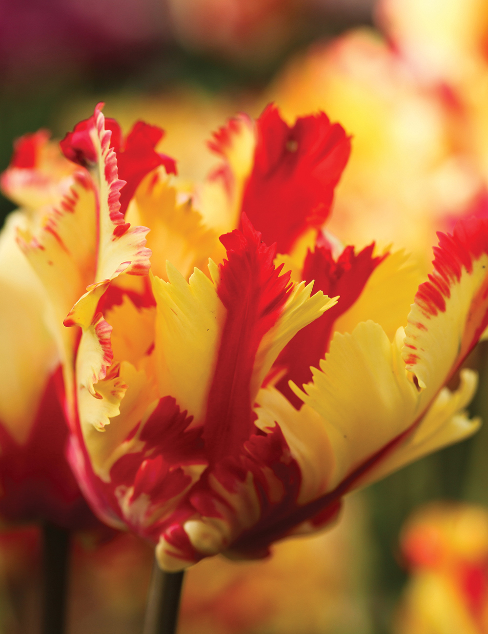 Parrot Tulip Flaming Parrot