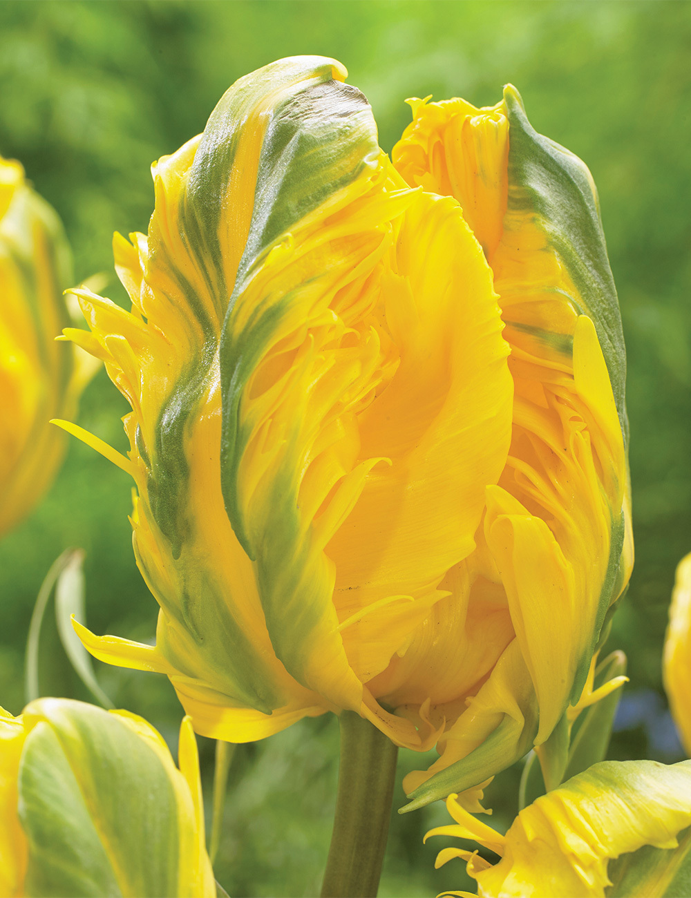 Parrot Tulip 'Jan van Nes Parrot'