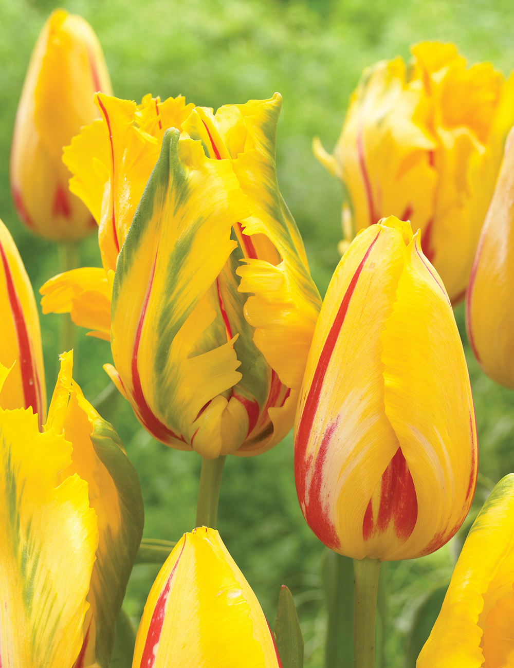 Parrot Tulip La Courtine Parrot