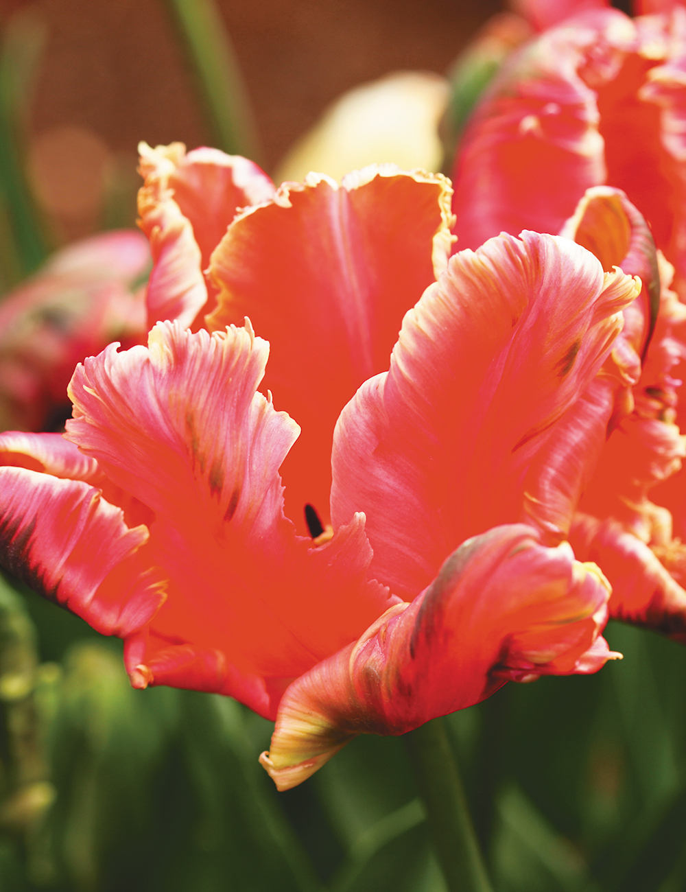 Parrot Tulips Lucky Parrot