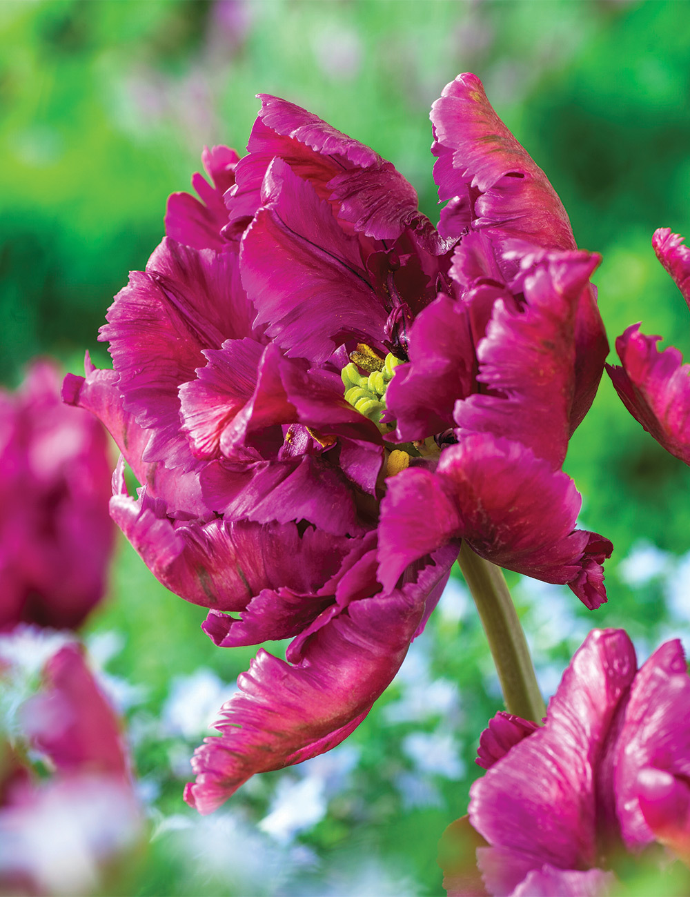 Parrot Tulip 'Negrita Parrot'