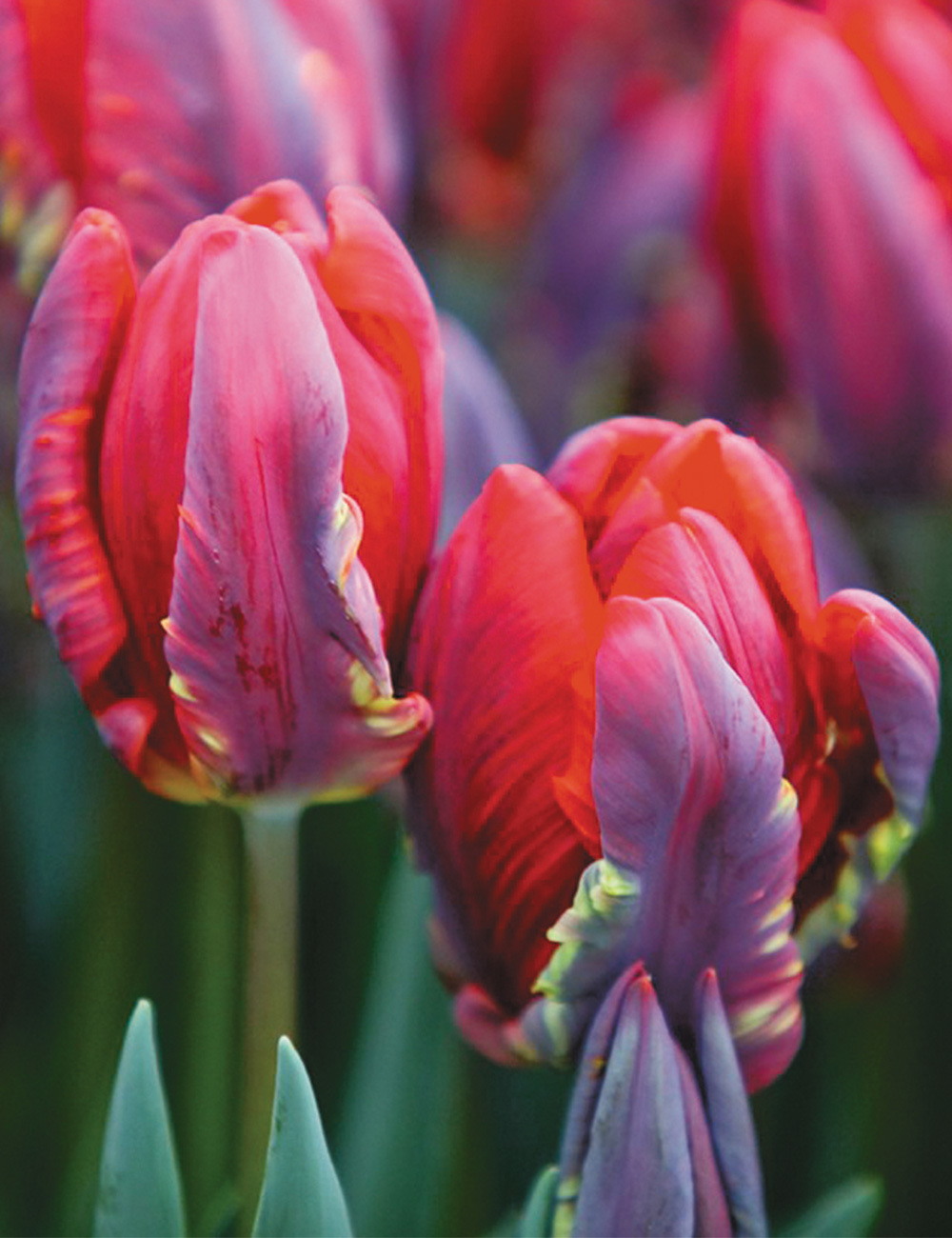 Parrot Tulip 'Rococo'