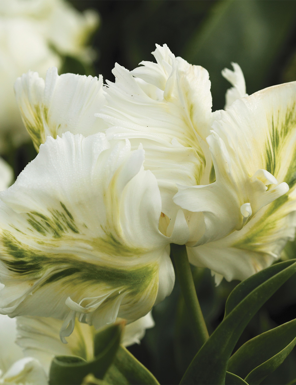 Parrot Tulip 'Super Parrot'