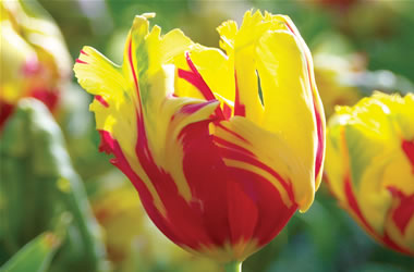 Parrot Tulip Texas Flame