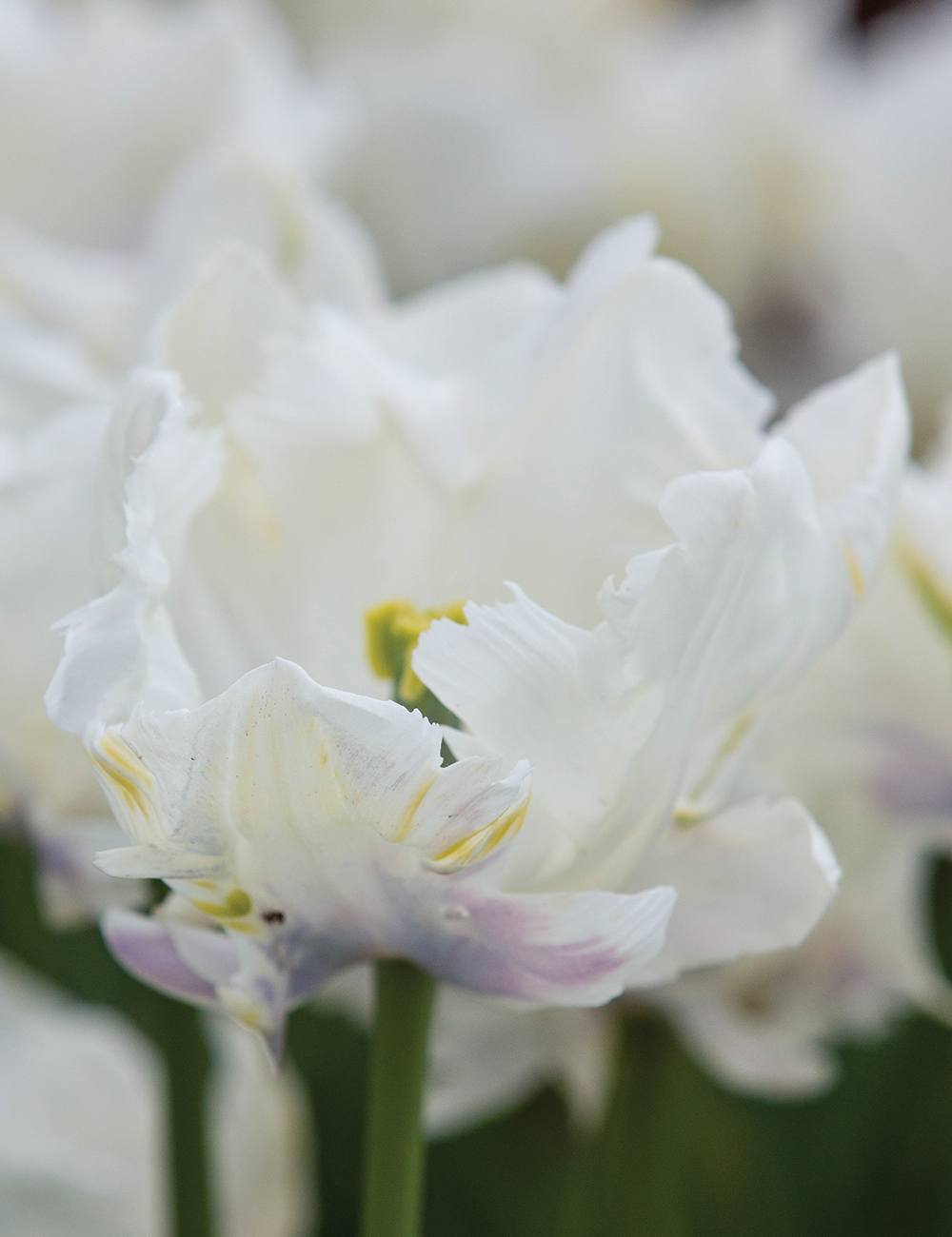 Parrot Tulips White Lizard