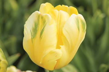 Parrot Tulips Yellow Present