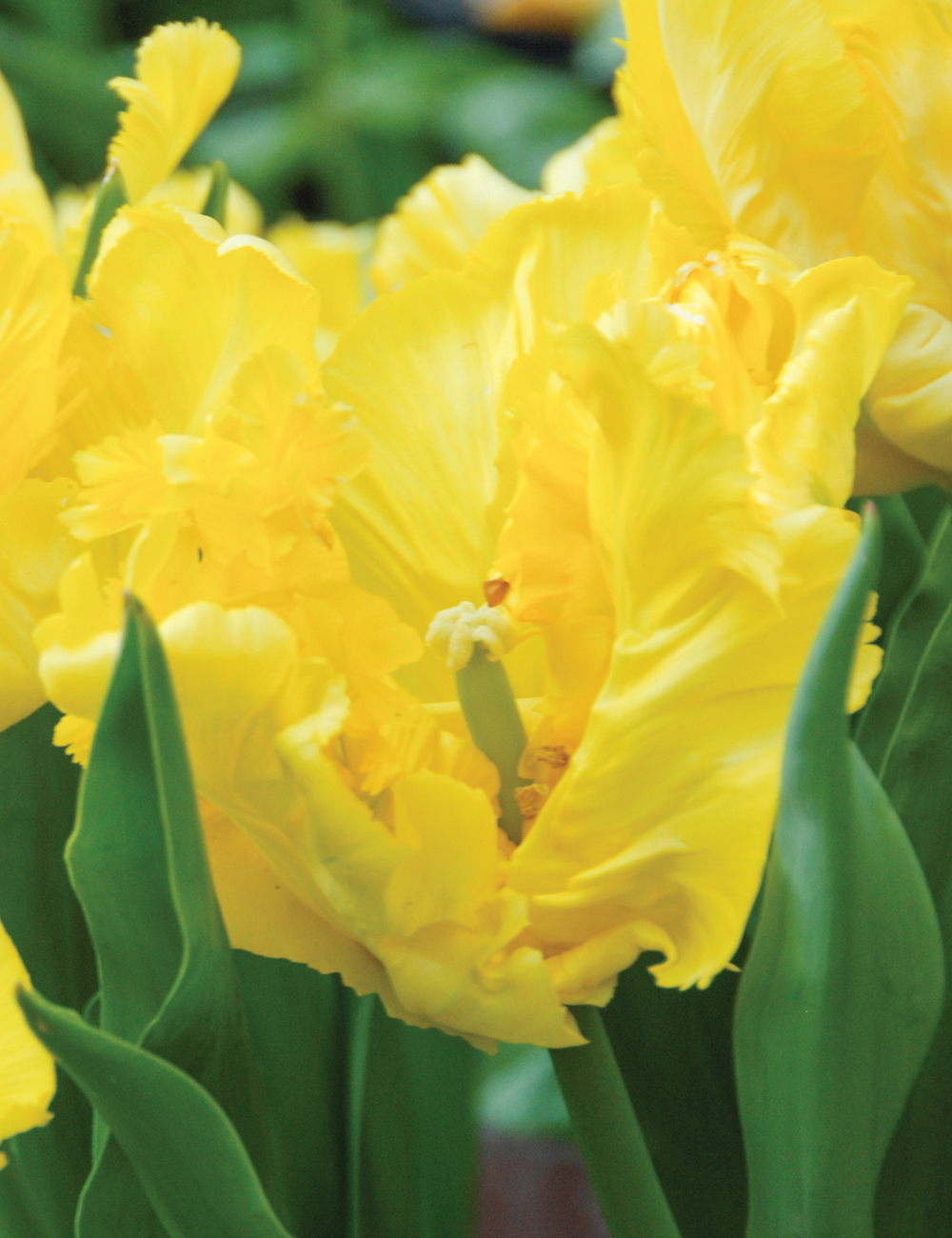 Parrot Tulip 'Yellow Sun'