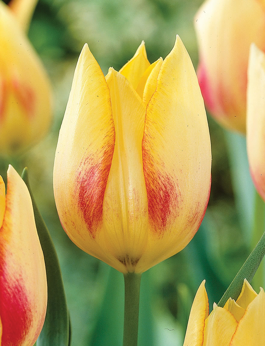 Species Tulip of the French Alps