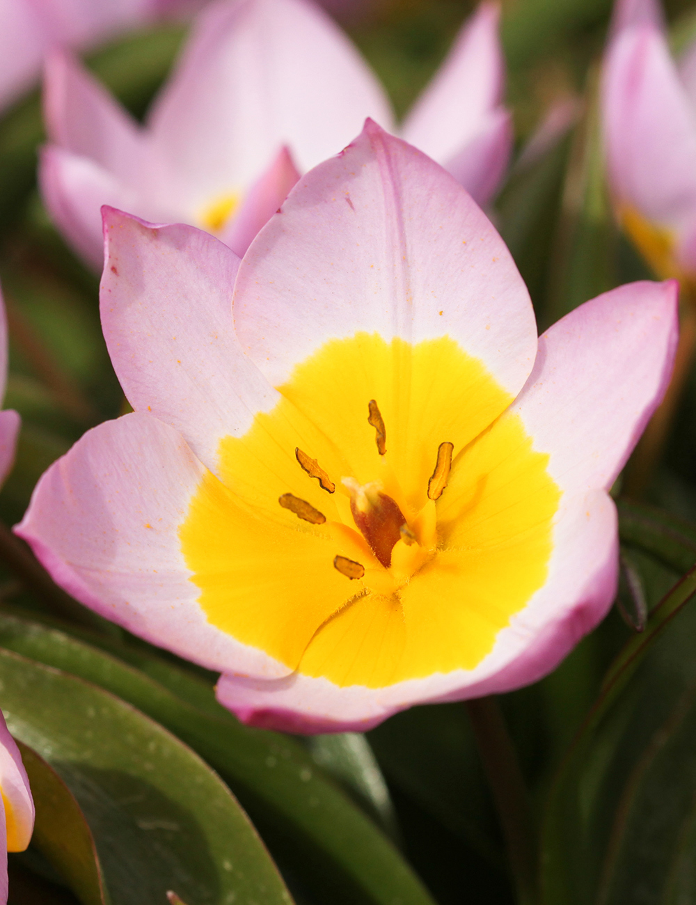 Species Tulip Lilac Wonder