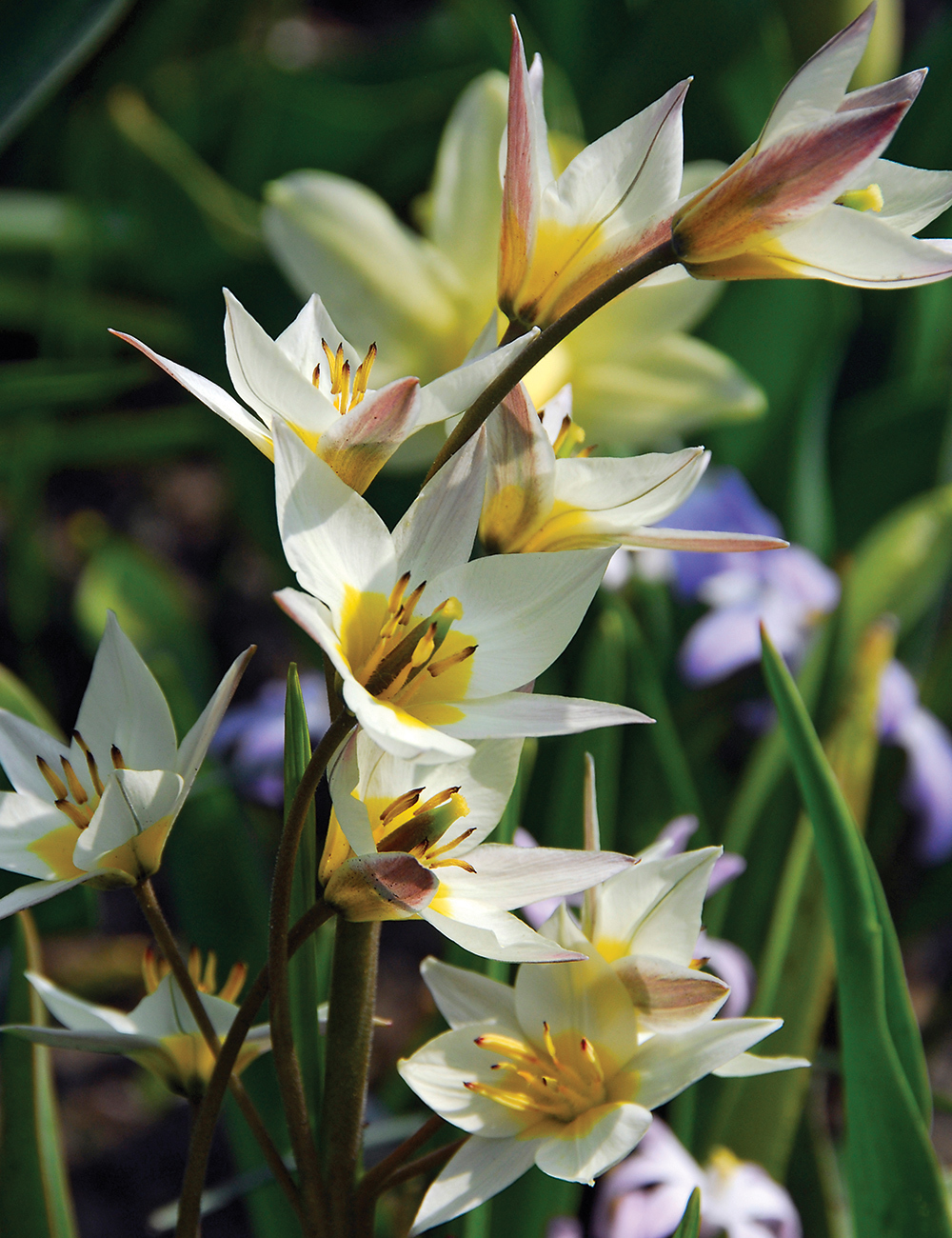 Species Tulip Turkestan Tulip