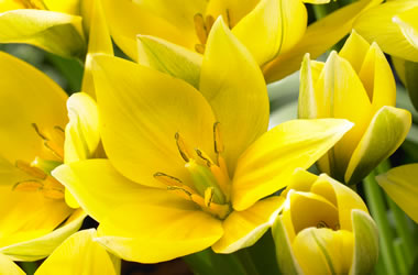 Species Tulips Urumiensis Tulip