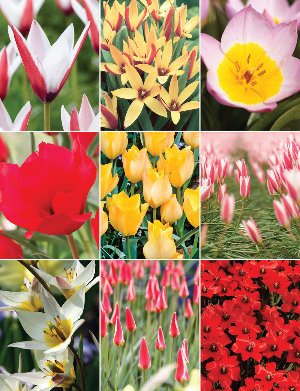 Species Tulip (reduced) Collection