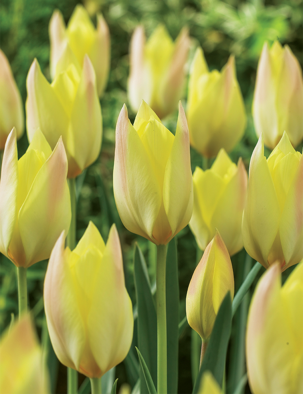 Species Tulip 'Honky Tonk'