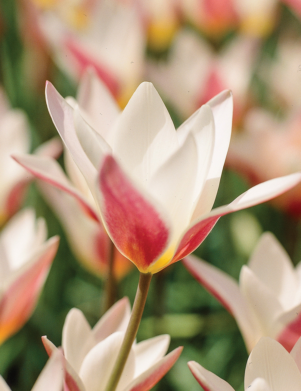 Species Tulip 'Lady Jane'