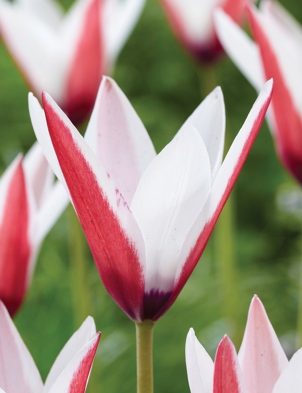 Species Tulip 'The Lady Tulip'