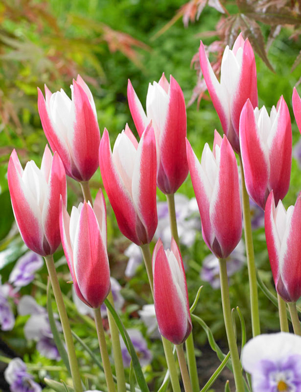 Species Tulip 'Peppermint Sticks'