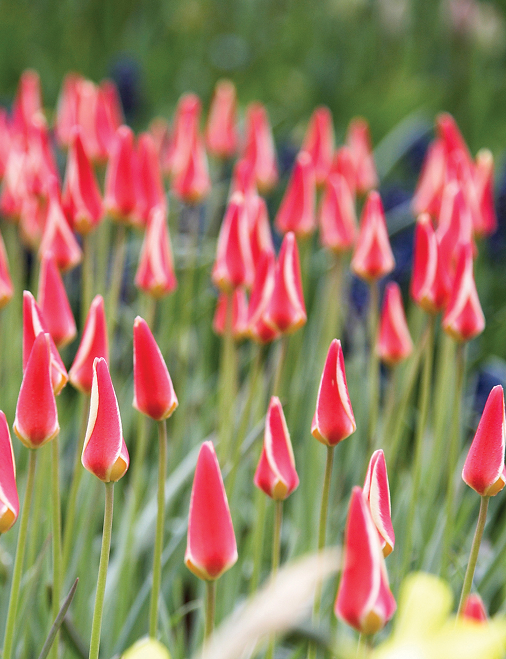 Species  Tulip 'Tinka'