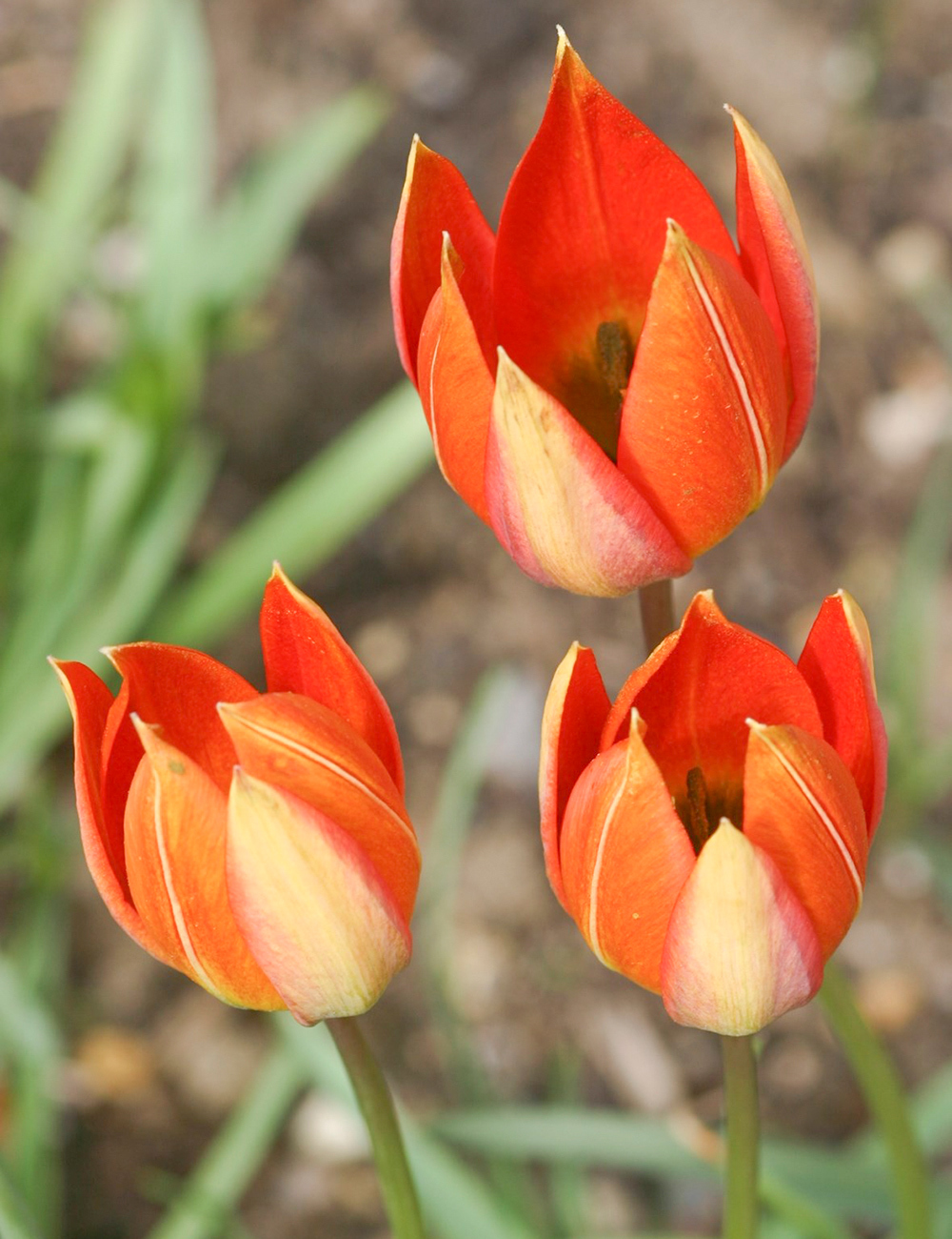 Species Tulip 'Whittallii'