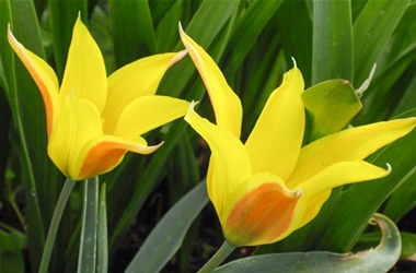Species Tulip Sun Tulip
