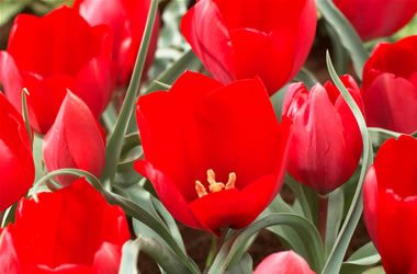 Kurdish Mountain Tulip