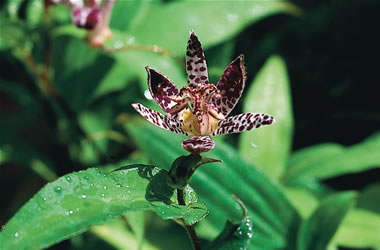 Toad Lily Empress