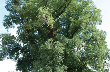 (40B) English Elm