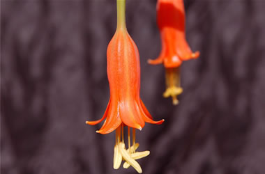 Peruvian Amaryllis
