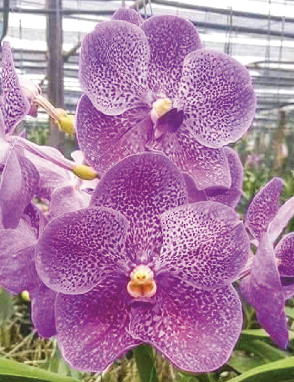 Vanda Orchid 'Gordon Dillon x Dr Anek'