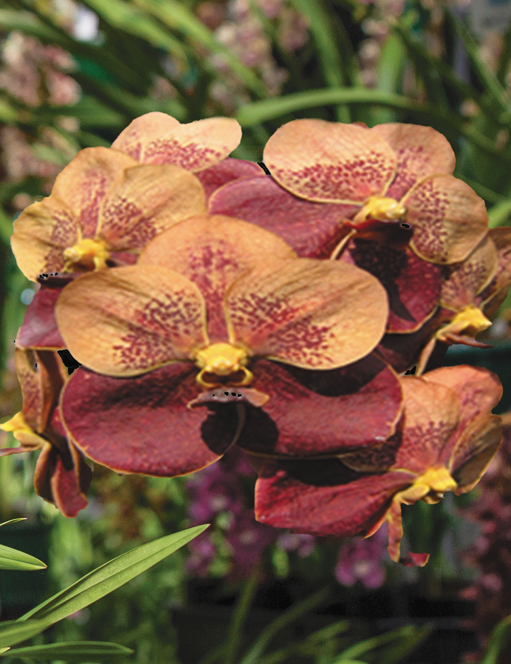 Vanda Orchid 'Jirapapra Davarak' x Butterfly