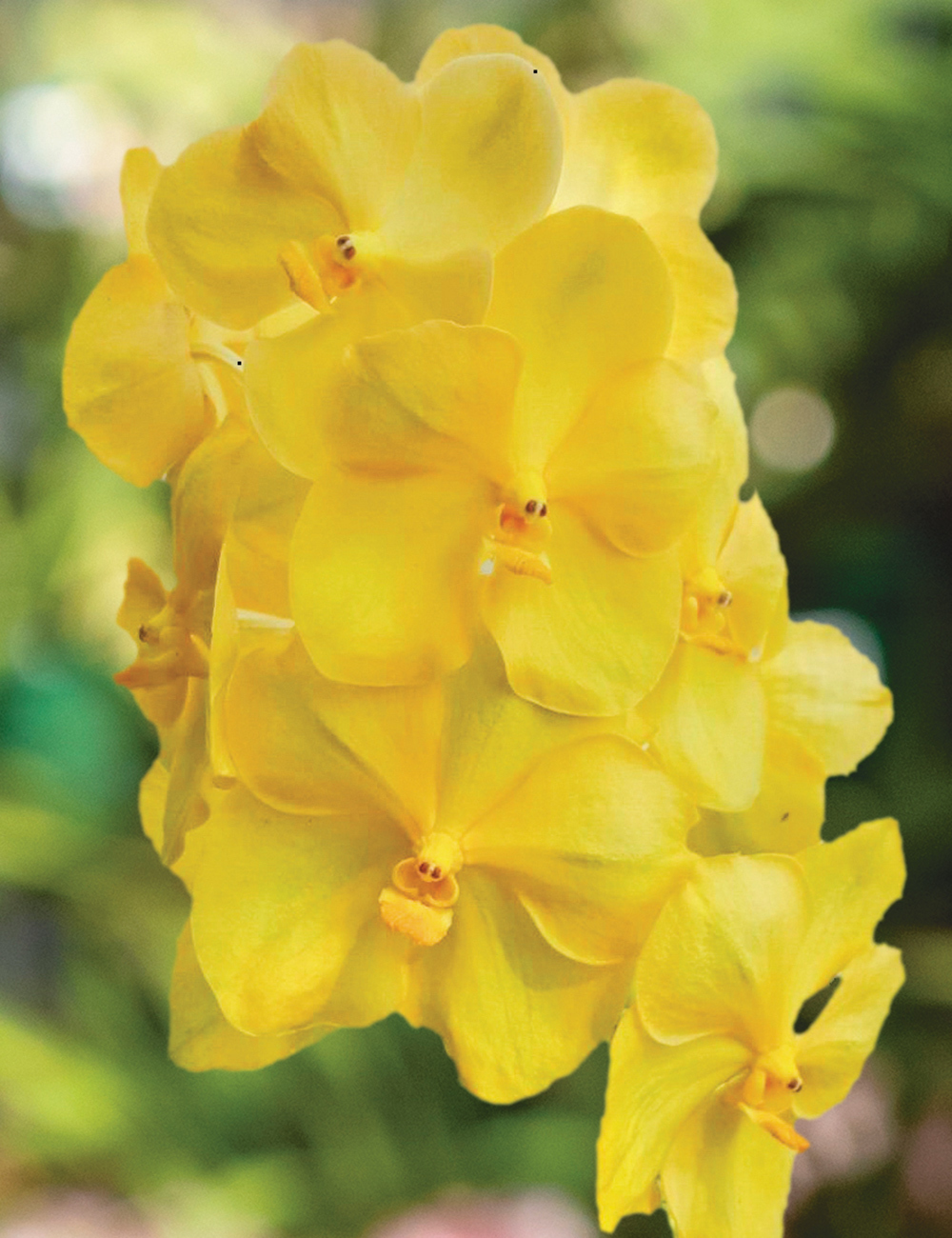 Vanda Orchid Mericlone 'Jiraprapa x Pranerm Prai'